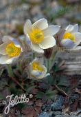 Pulsatilla vernalis